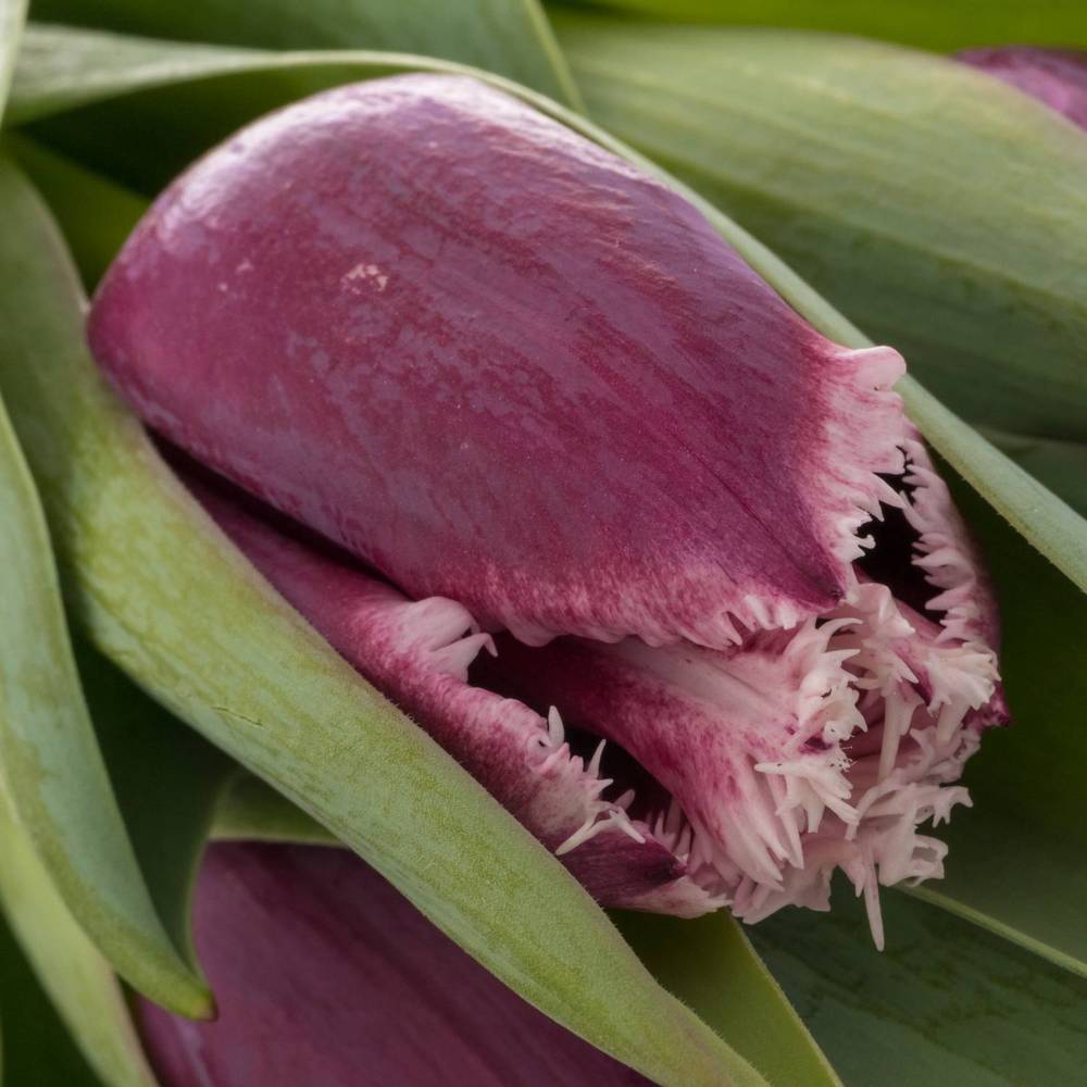 Tulpe lila San Martin Triflor 30 Gramm