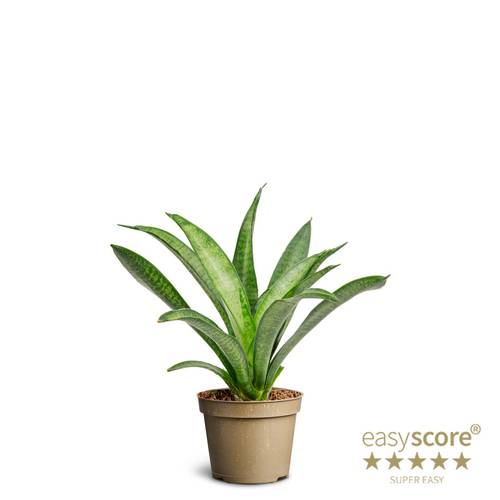 Sansevieria Zylindrica T06 H016