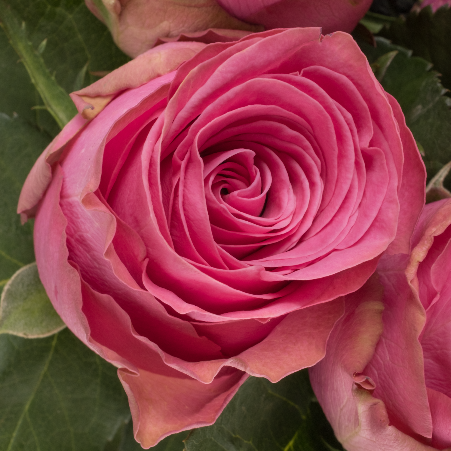 Rose rosa Eye Candy 70cm
