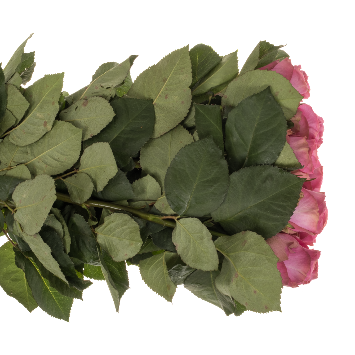 Rose rosa Eye Candy 70cm