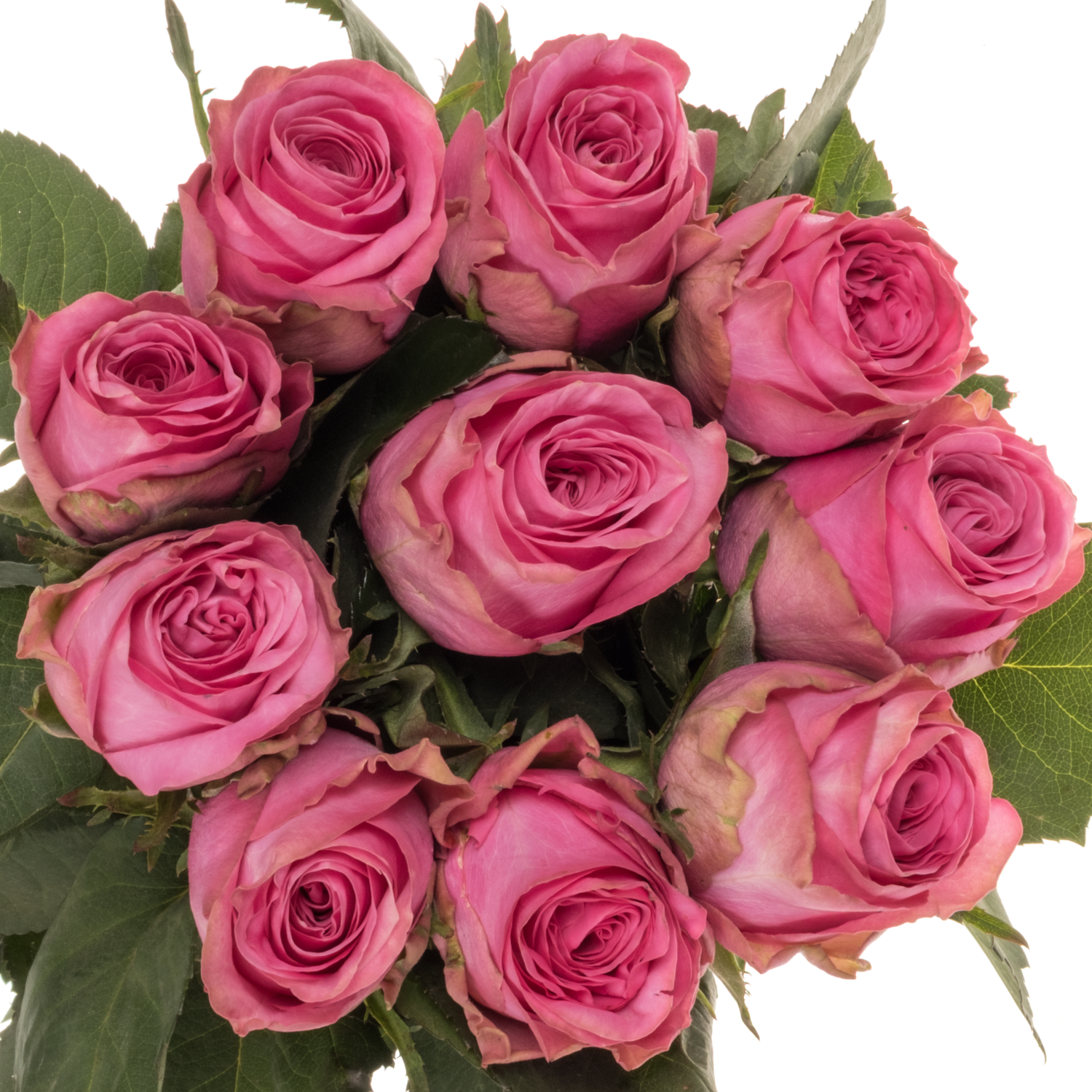Rose rosa Eye Candy 70cm