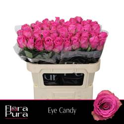 Rose rosa Eye Candy 70cm
