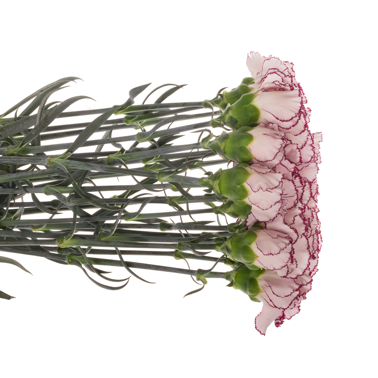 Nelke rosa/lila Mudah 65cm