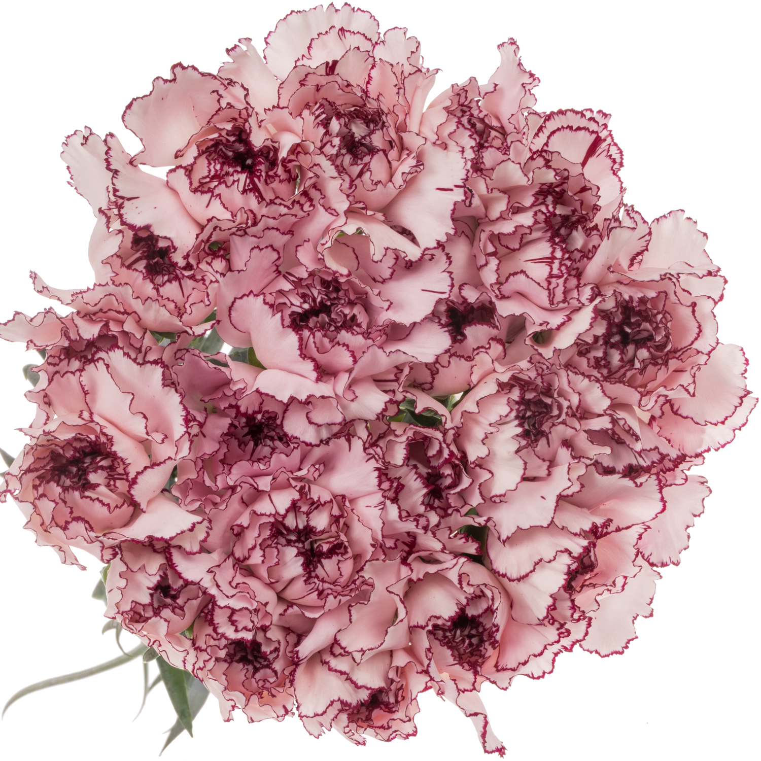 Nelke rosa/lila Mudah 65cm