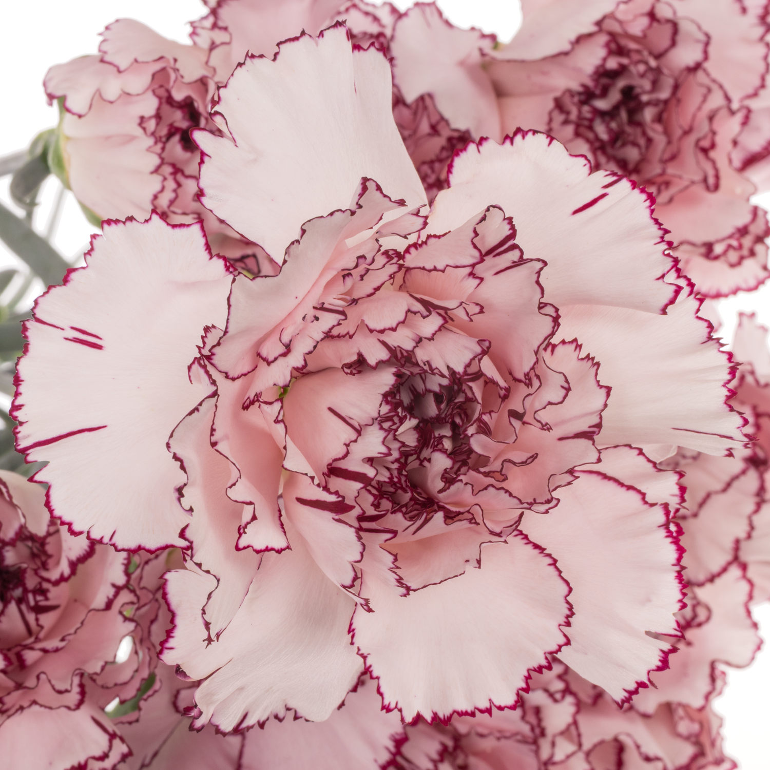 Nelke rosa/lila Mudah 65cm