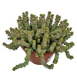 Crassula Marnieriana Hottentot T14 H025