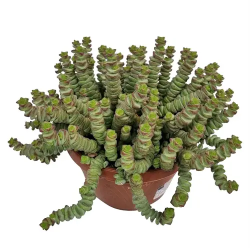 Crassula Marnieriana Hottentot T14 H025