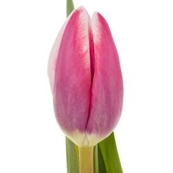 Tulpe lila/creme Crossover 32 Gramm