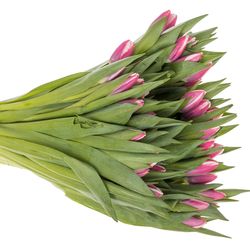 Tulpe lila/creme Crossover 32 Gramm