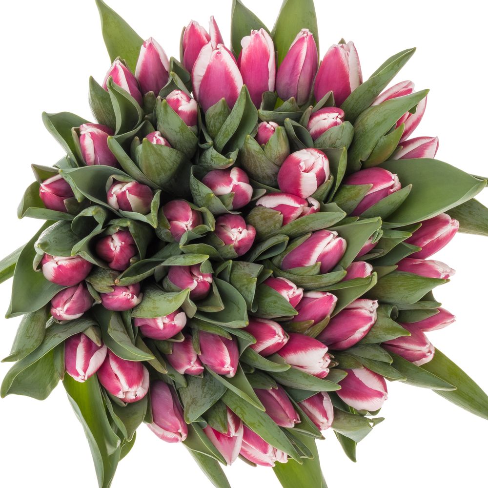 Tulpe lila/creme Crossover 32 Gramm