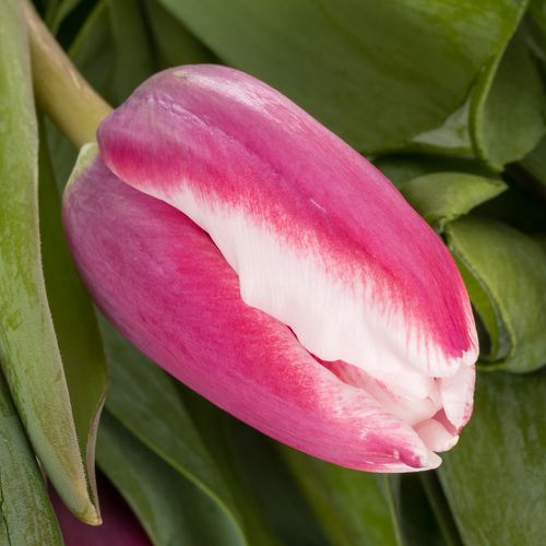 Tulpe lila/creme Crossover 32 Gramm