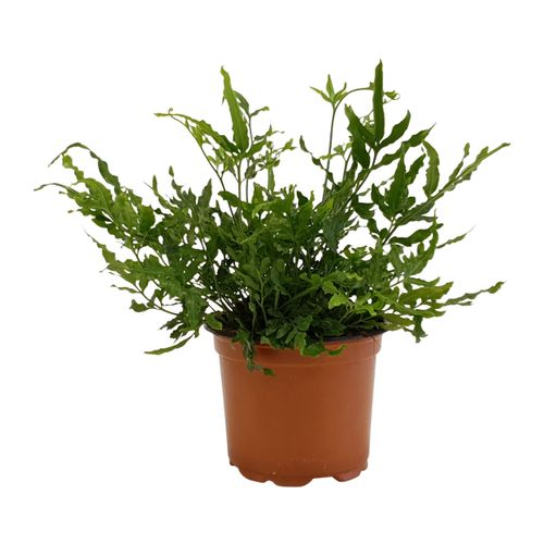 Pteris Evergreen T09 H15