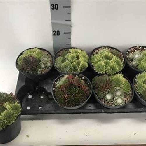 Sempervivum mix Schnäpch. Von Uhr T14 H015