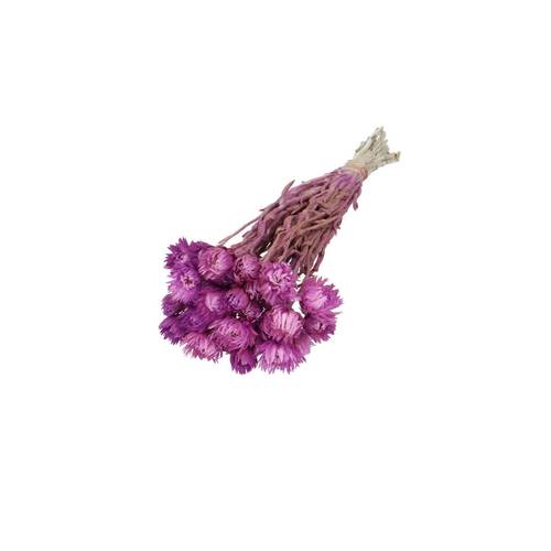 Trocken Kaaps lila L45cm