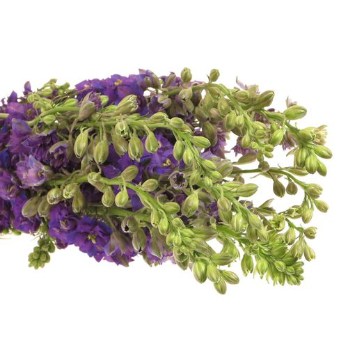Rittersporen blau 60cm