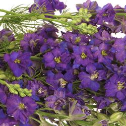 Rittersporen blau 60cm