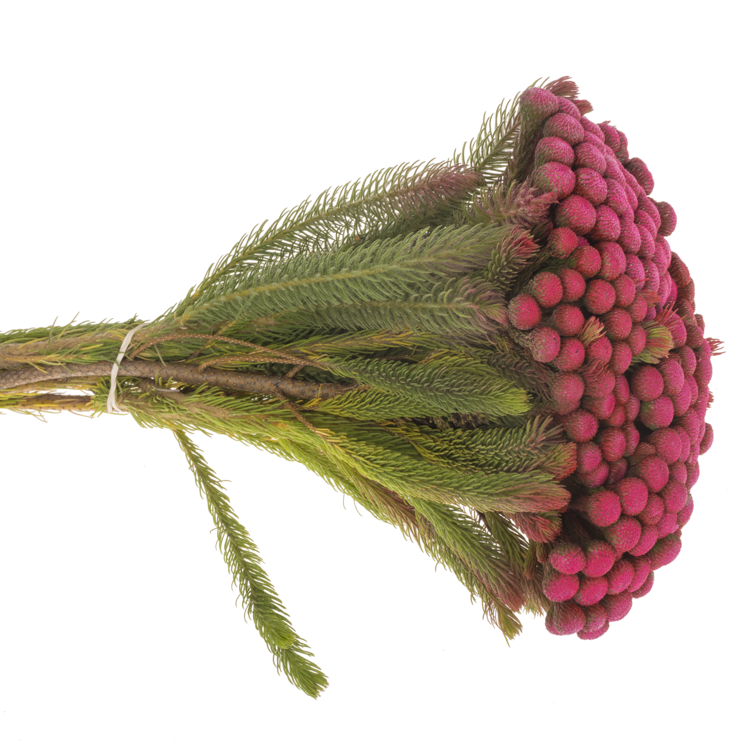 Brunia Albiflora fuchsia gefärbt 50cm