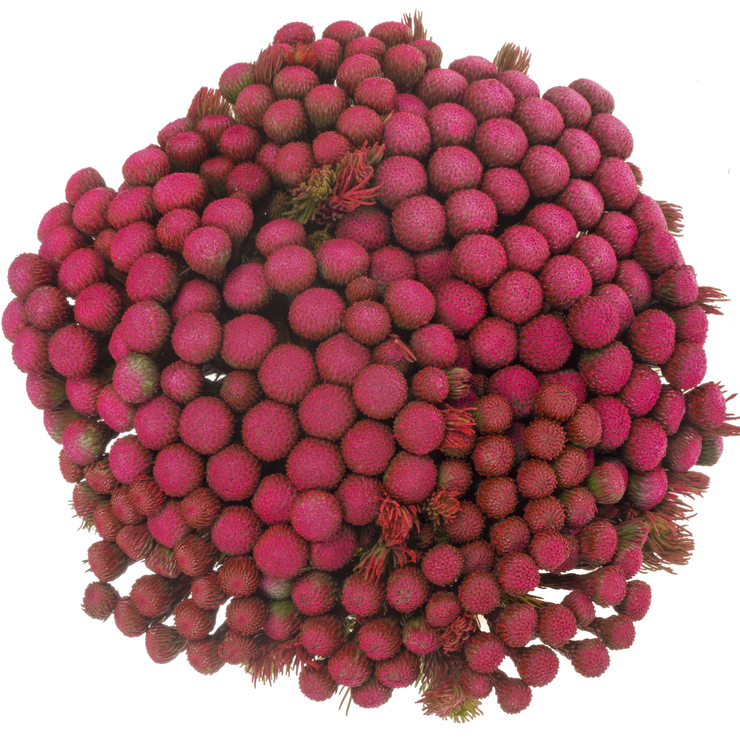 Brunia Albiflora fuchsia gefärbt 50cm