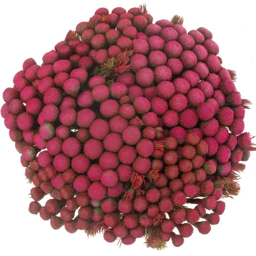 Brunia Albiflora fuchsia gefärbt 50cm