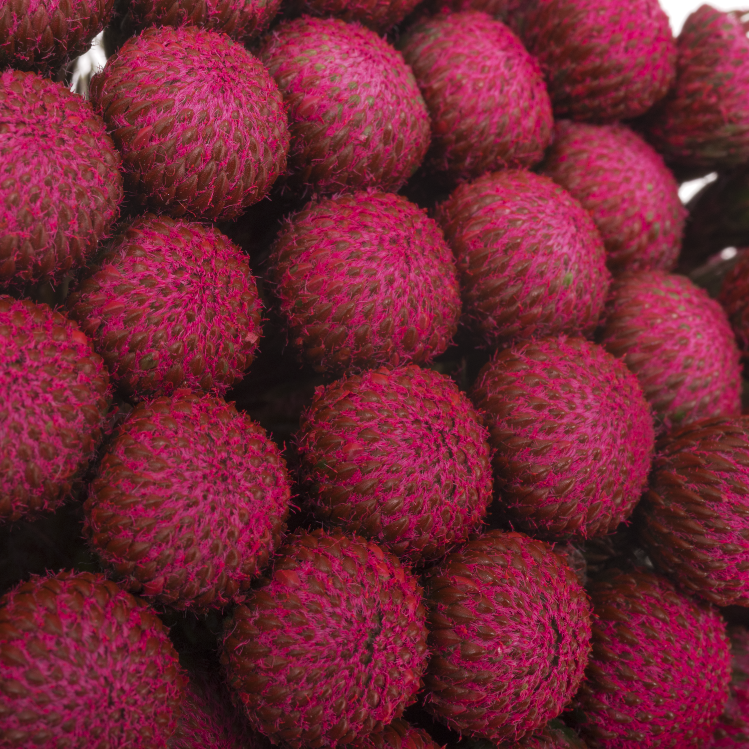 Brunia Albiflora fuchsia gefärbt 50cm