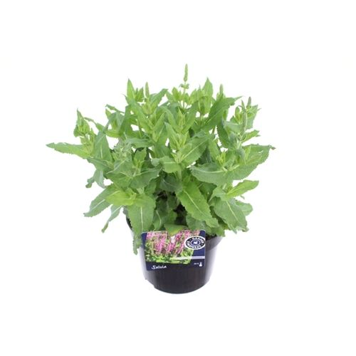 Salvia Nemorosa rosa T13 H040