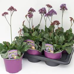 Limonium Purple Parachute T17 H050