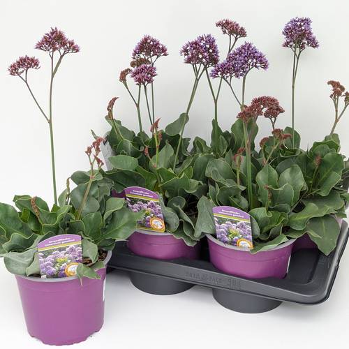 Limonium Purple Parachute T17 H050