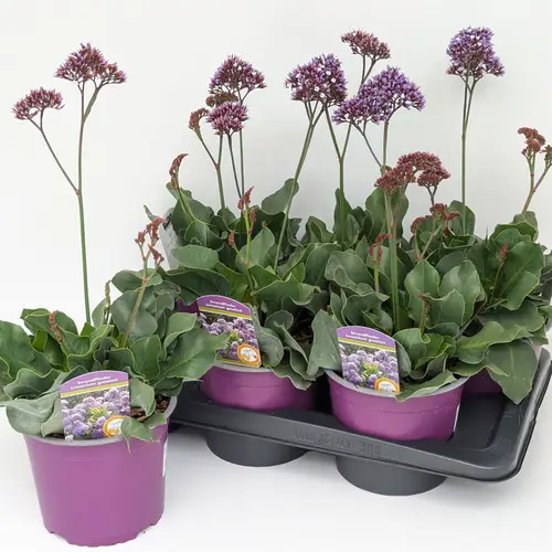 Limonium Purple Parachute T17 H050