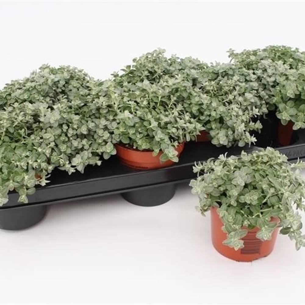 Helichrysum Peti. mini T10,5 H015
