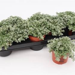 Helichrysum Peti. mini T10,5 H015
