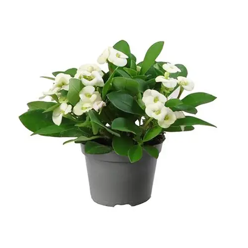 Euphorbia Milii weiss T06 H015