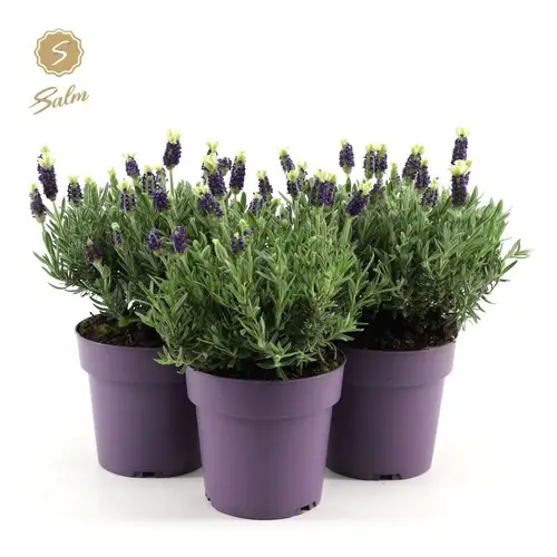 Lavendel Stoechas weiss T15 H030