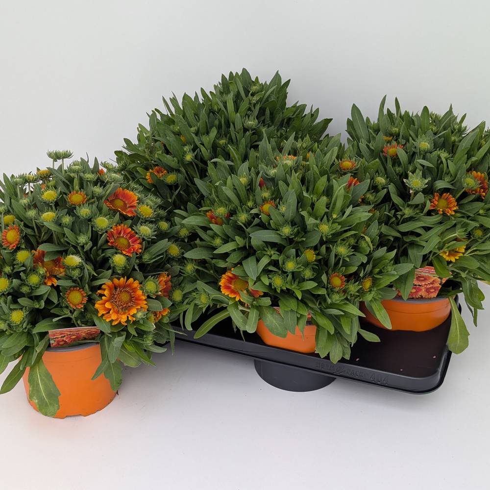 Gaillardia orange Gusto T17 H030