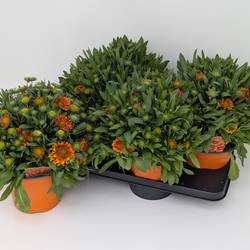 Gaillardia orange Gusto T17 H030
