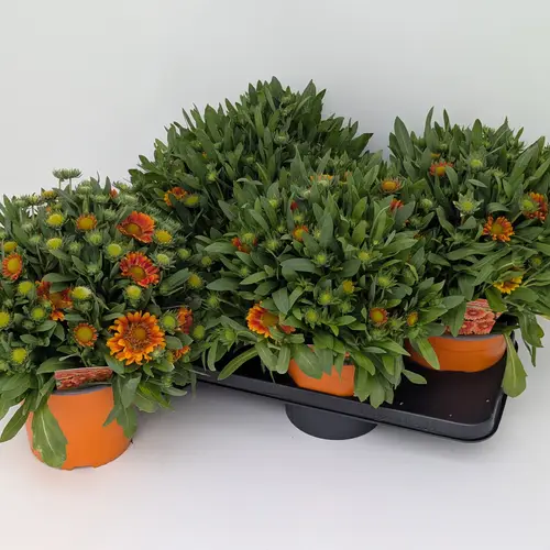 Gaillardia orange Gusto T17 H030