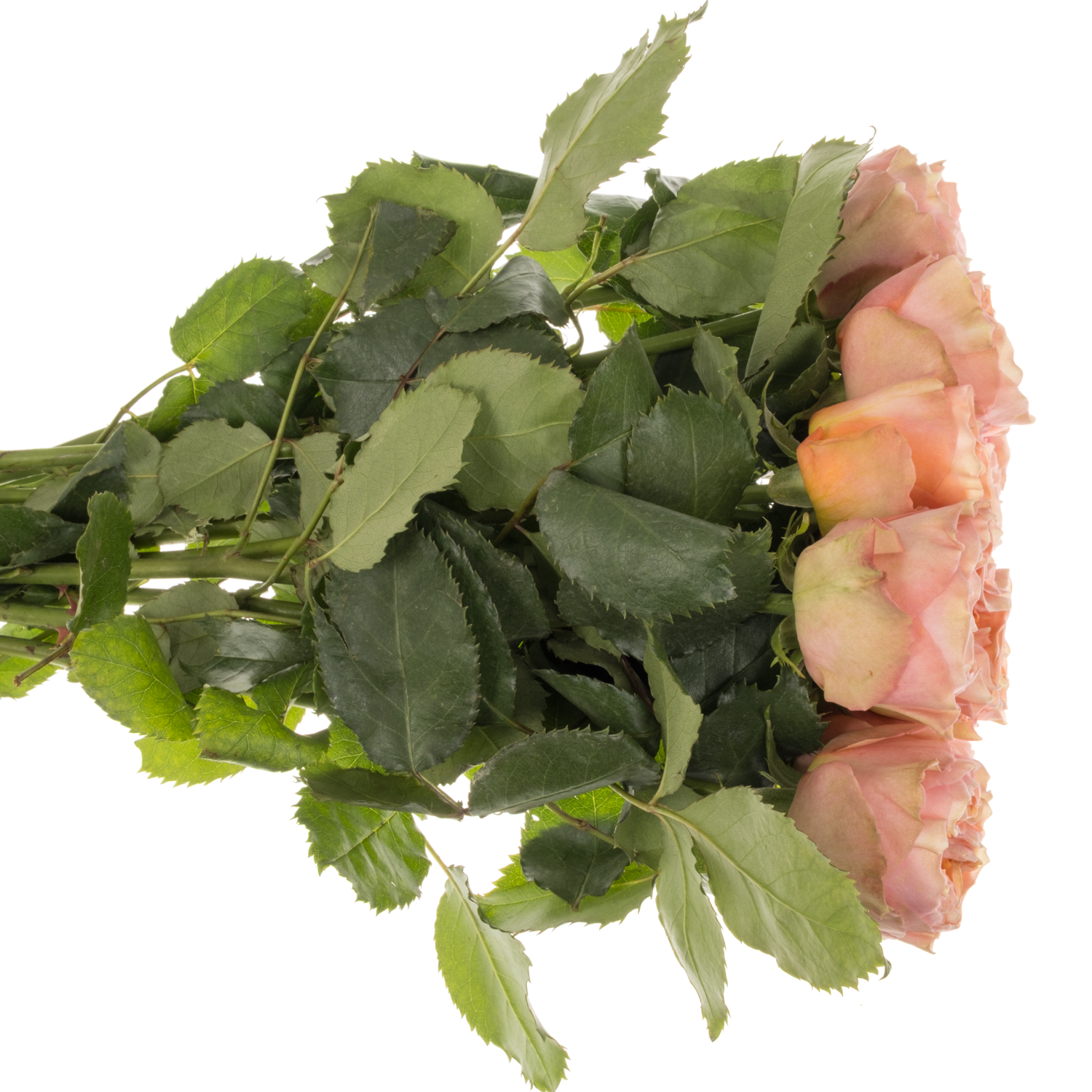 Rose rosa/creme Eleganza gefüllt 50cm