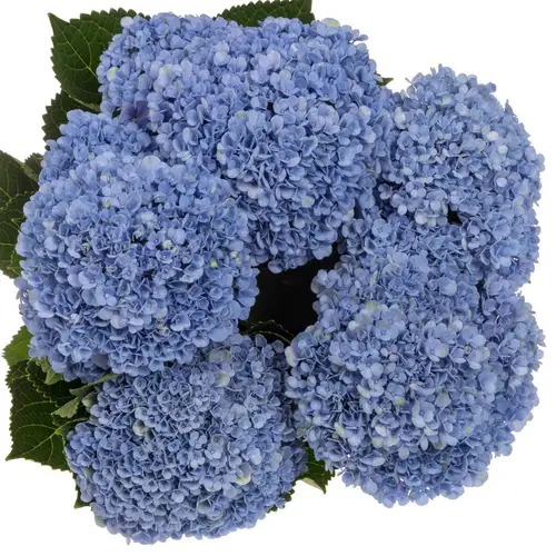 Hortensie blau Revolution Bol 16cm 80cm