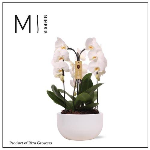 Phal.3-R weiss im Saskia Topf T26 H065