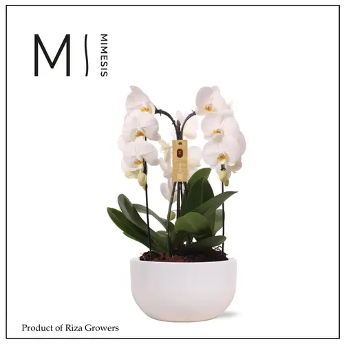 Phal.3-R weiss im Saskia Topf T26 H065
