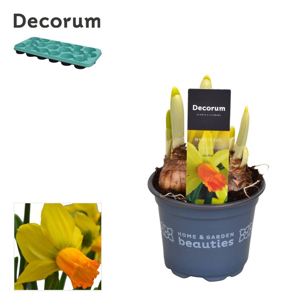 Narzisse 3er gelb/orange Jetfire T09 H015