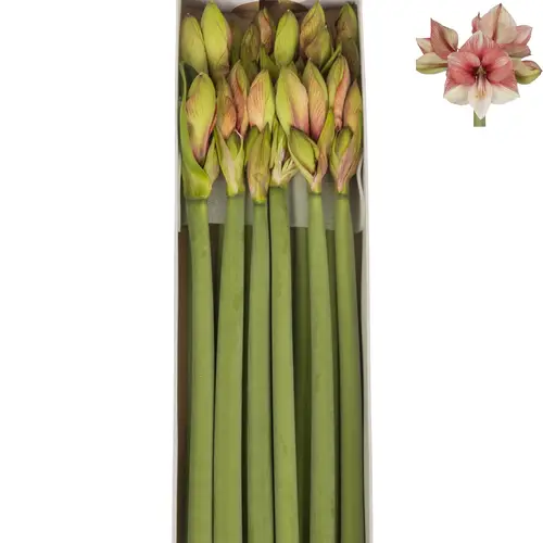 Amaryllis Krt.lachs-creme Bella Barbera x 12