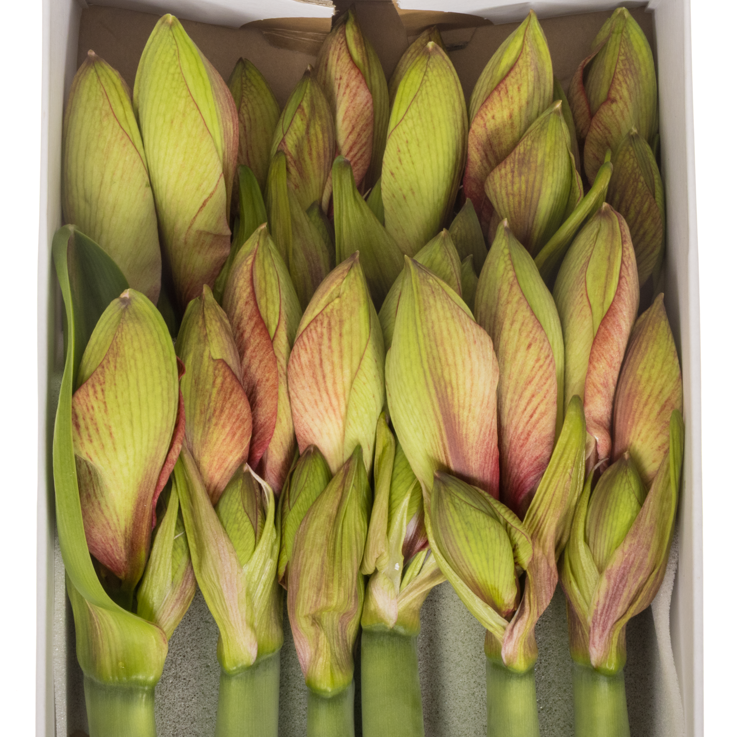Amaryllis Krt.lachs-creme Bella Barbera x 12