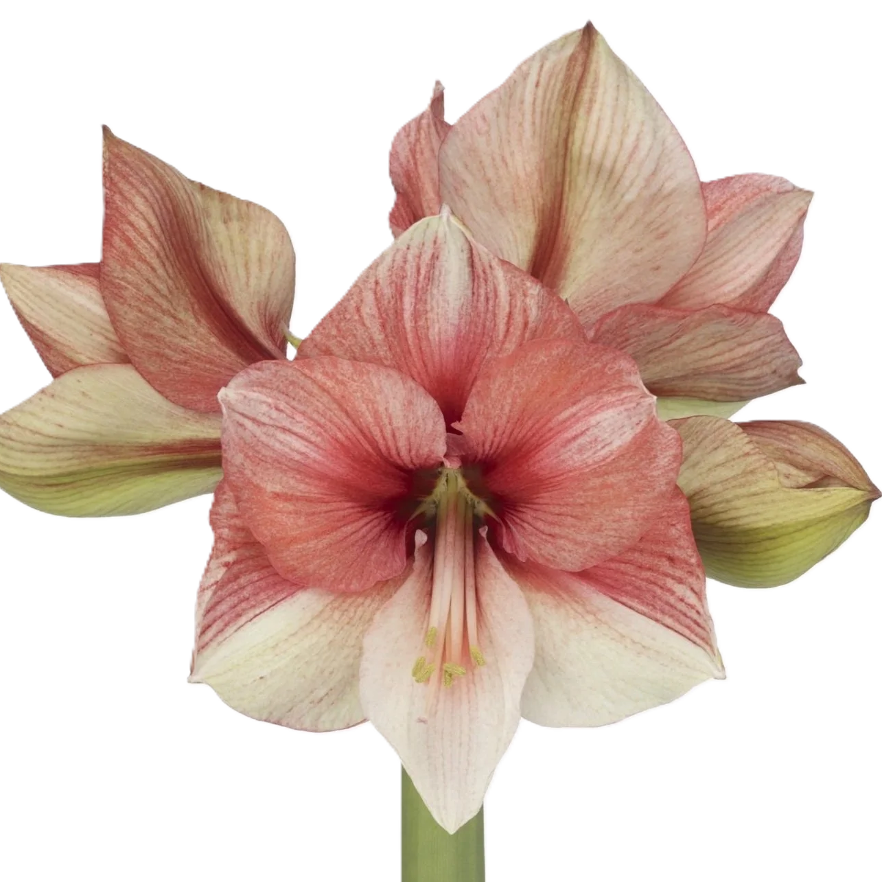 Amaryllis Krt.lachs-creme Bella Barbera x 12