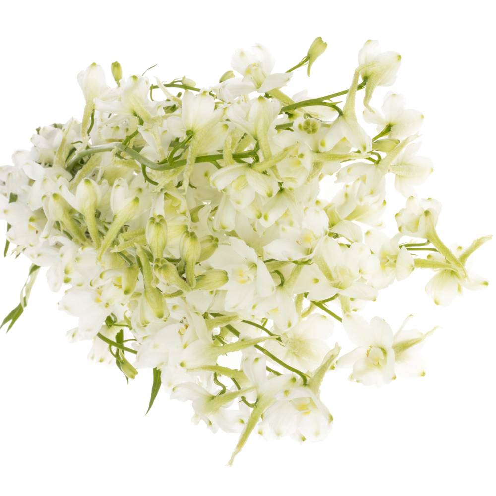 Delphinium weiss Sneeuwwitje 80cm