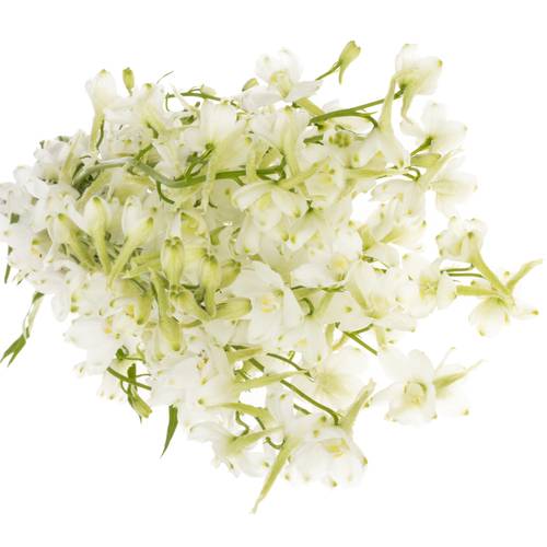 Delphinium weiss Sneeuwwitje 80cm