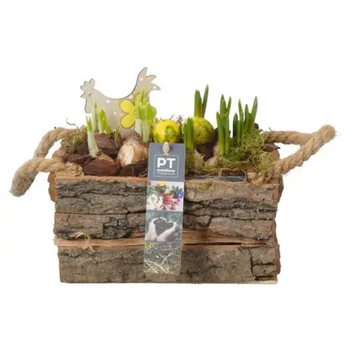 Zwiebel.Arr mix PTBMP5728 Ostern T20 H018