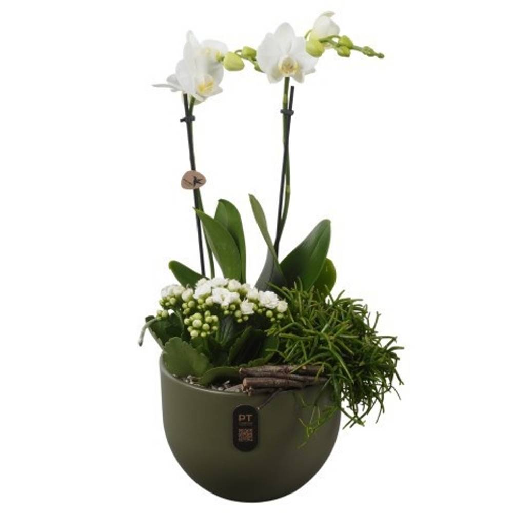 Phal.Arr PTIB5147 T19 H048