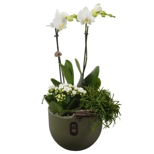 Phal.Arr PTIB5147 T19 H048