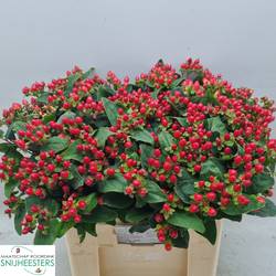 Hypericum rot verzweigt Red Fame 60cm