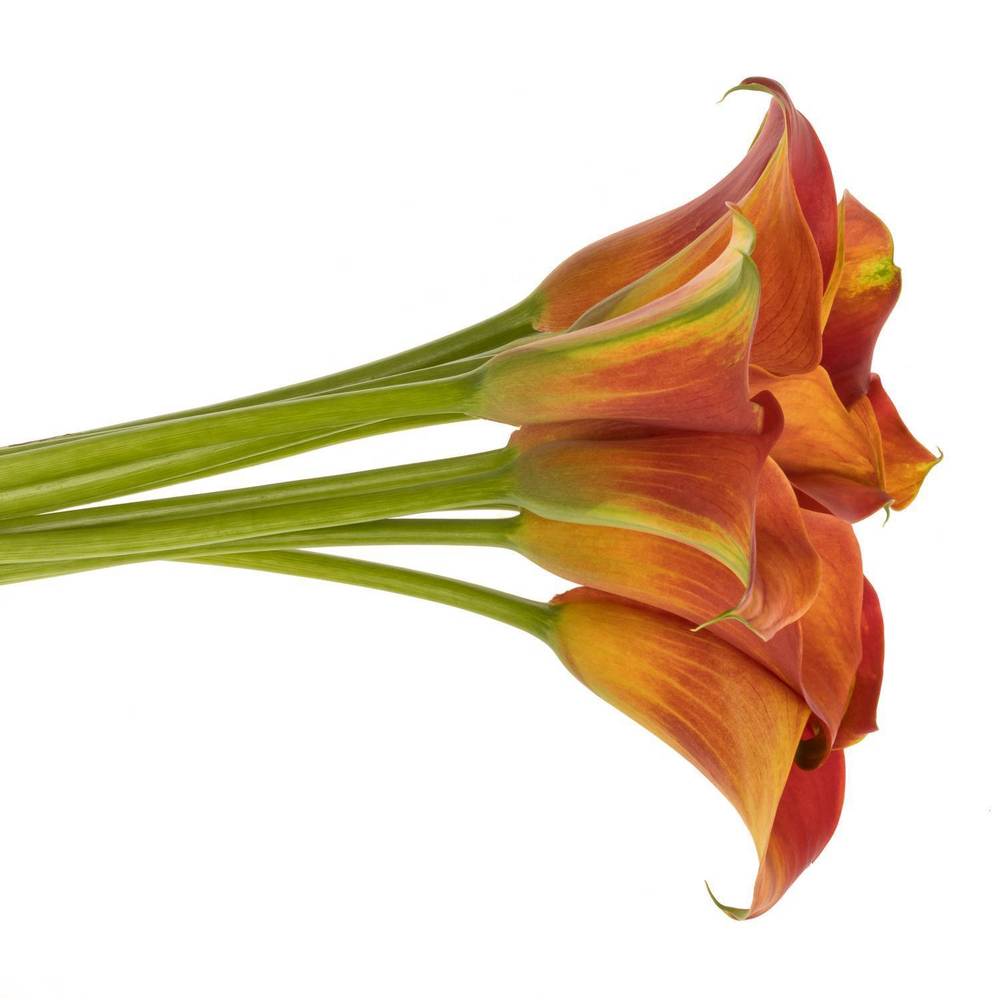 Calla  orange Merengue 55cm